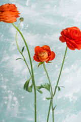 composition of three orange ranunculus flowers on a blue background