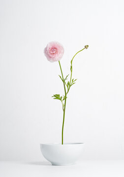 Exquisite beautiful pink ranunculus flower on a white background in a white vase