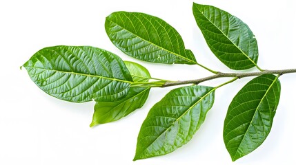 Obraz premium isolated fresh green guava leaves with a white background.