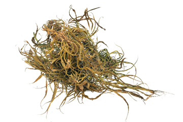 Cannabis flower isolated from background, background clipped PNG, Cannabis flower with flower and transparent background shadow.