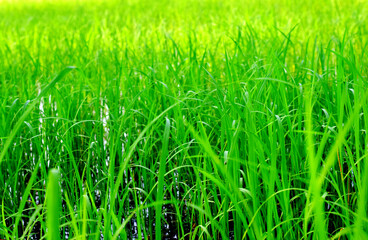 Green rice plants in the rice field, natural background