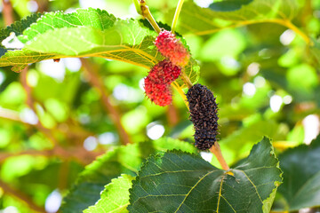 purple ripe mulberry fruit green mulberry leaf mulberry leaf background