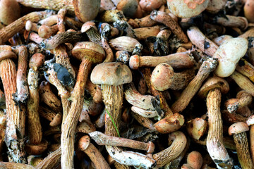 Fresh mushrooms. Edible mushrooms.