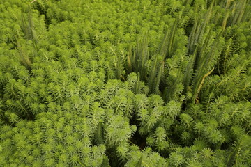 Myriophylle aquatique