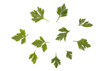 Parsley leaves on a white background