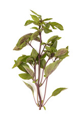 Basil sprigs isolated on a white background