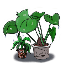 Plant friends and water drops