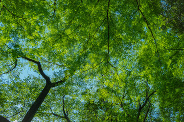 森の中で見上げた風景