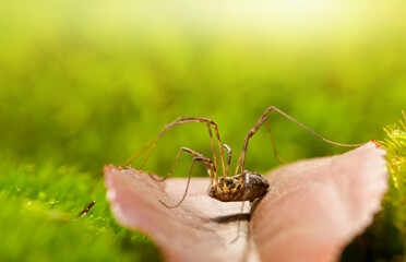 Long-Legged Spider on forest floor