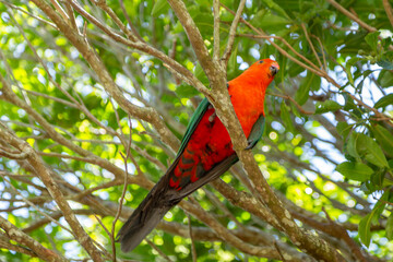 Australian King Parrot in a tree