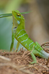 green lizard on a branch