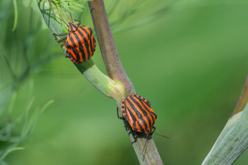 Close up of two striped bugs (Graphosoma italicum) sitting on dill