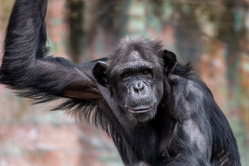 close up of a chimpanzee