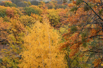 Fototapeta premium Autumn yellow vibrant birch trees wild forest on riverside hill