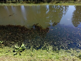 A lake with green algae and clear water. Nature backgrounds on the shore of a picturesque lake with algae and aquatic plants.