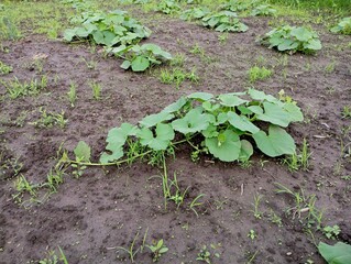 Green pumpkin plants in the garden in summer with green broad leaves under the sun.