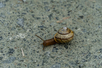 A snail on the wet path, macro