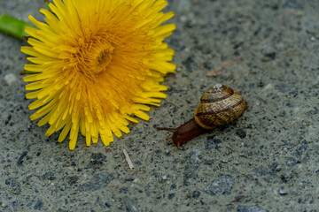  A snail on the wet path with a yellow dandelion, macro