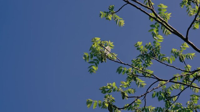 in nature in the park against the background of the blue sky, tree branches in which a shuttlecock for playing bambinton is stuck sun rays