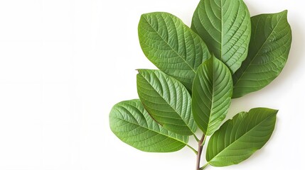 Fototapeta premium isolated fresh green guava leaves with a white background.