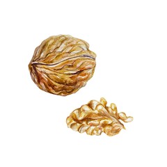 Walnut, whole and without shell. Hand drawn watercolor illustration isolated on white background. For greeting cards, invitations, banners, labels.