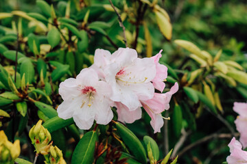 Plant bush pink rhododendron close up