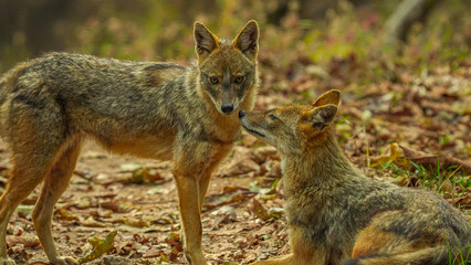 Moonlit shadows, two golden jackals cuddle closely, their sleek forms entwined in affectionate embrace. Amidst the nocturnal chorus, their bond radiates, a testament to the warmth and companionship