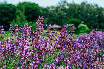 A bush of violet blooming salvia violet in the garden
