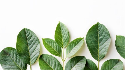 Obraz premium isolated fresh green guava leaves with a white background.