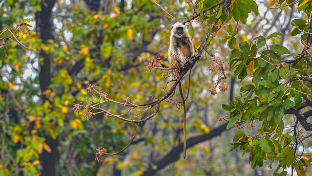 The grey langur, with its long limbs and expressive face, delicately feeds on mahua flowers. This adaptable primate thrives in diverse habitats, contributing to forest ecology through its varied diet