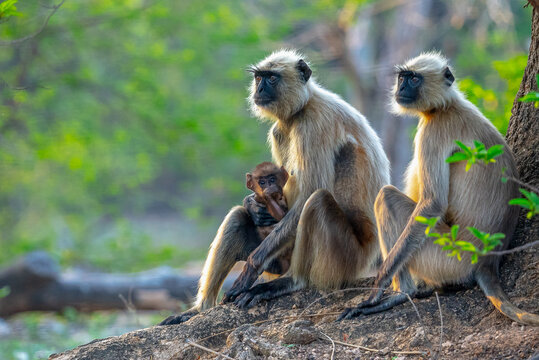 Langur. Semnopithecus is a genus of Old World monkeys native to the Indian subcontinent, with all species with the exception of two being commonly known as gray langurs