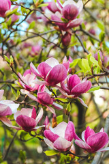 Pink magnolia flower close-up in botanical garden