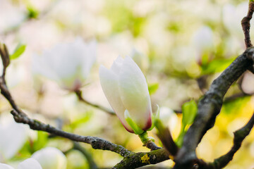 White magnolia flower close-up in botanical garden