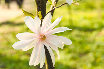 White magnolia flower close-up in botanical garden