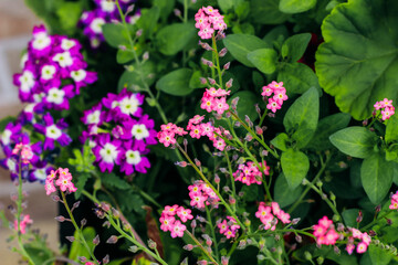 Pink Myosotis in a pot with Primula in the garden