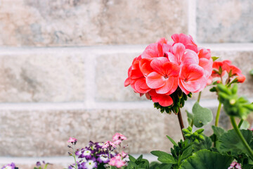 Pink Pelargonium in a pot in the garden