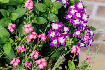 Pink Myosotis in a pot with Primula in the garden