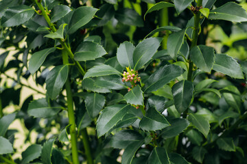 Bush in the garden Holly close-up