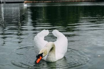 A white swan in a large lake close-up