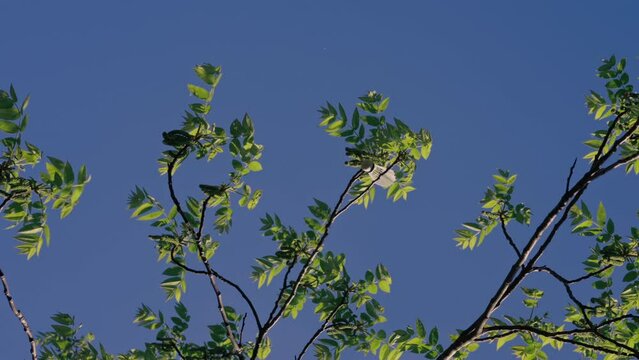 vertical video in nature in the park against the background of the blue sky, tree branches in which a shuttlecock for playing bambinton is stuck sun rays