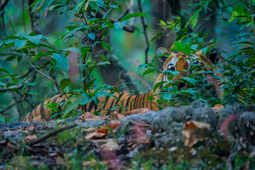 Tigers in tropical and subtropical forests, such as those in India, often have a bright orange coat with black stripes. This coloration helps them blend into the dappled sunlight and dense vegetation.