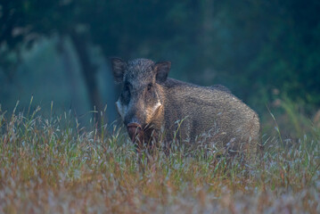The Indian boar (Sus scrofa cristatus), also known as the Andamanese pig or Moupin pig is a subspecies of wild boar native to India.  Wild boars inhabit high grass or bushes, forests, and high crops.