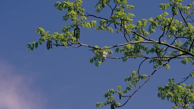 in nature in the park against the background of the blue sky, tree branches in which a shuttlecock for playing bambinton is stuck sun rays