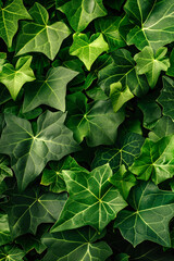 Close-up of lush green ivy leaves creating a dense and vibrant natural texture