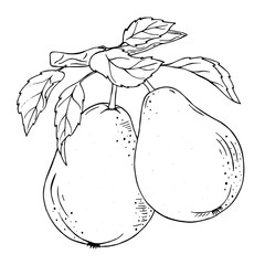 Black and white graphics. A pear tree on a branch. Botanical graphics.
