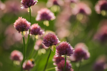 Blooming plant Allium