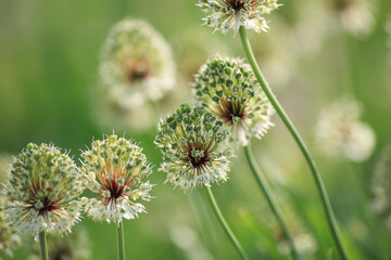 Blooming plant Allium