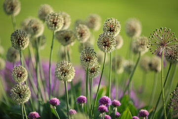 Fototapeta premium Blooming plant Allium