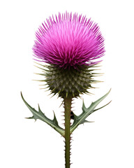 A Single Thistle Flower in Bloom