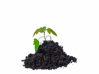 Green shoots that grow from fertile compost on white background